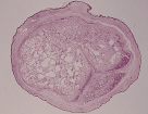 testis39.gif