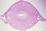 uterus1.tif