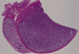 testis1.gif