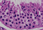 testis15.gif