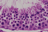 testis16.gif