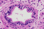 testis24.gif