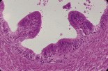 testis29.gif