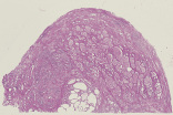 testis33.gif