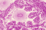 testis36.gif