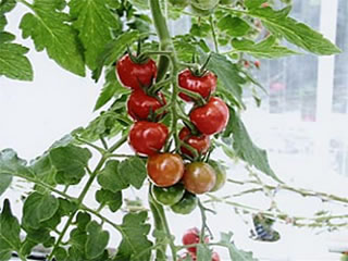 tomato_image